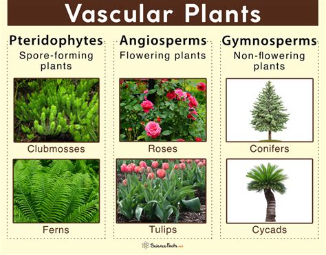 Vascular Plants Definition Characteristics Examples And Diagram