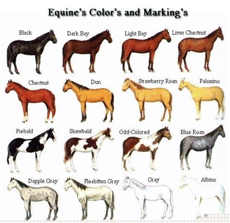 An Image Of Horses In Different Colors On A White Background With The