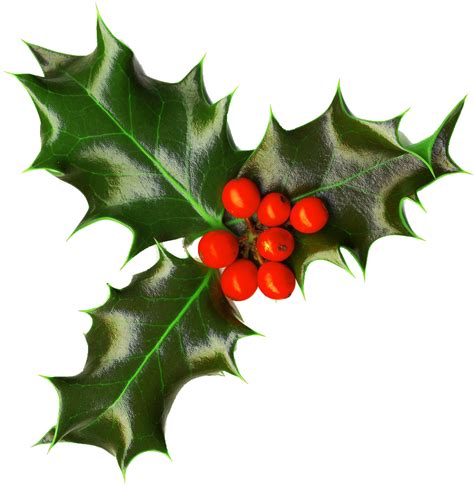 Holly Christmas Leaves Png Png Play