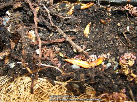 Learn how in this post! Cactus and Succulents forum: Propagating Haworthia, Zebra ...