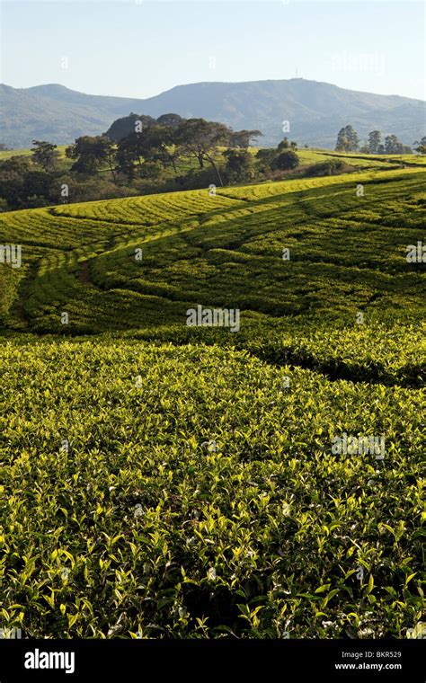 Malawi Blantyre Southern Malawis Famous Tea Plantations In The Area