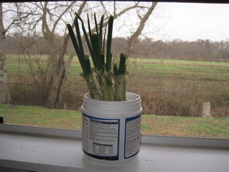This is probably the easiest route, and also the quickest if you're looking to cook with the veggie. Growing Onions Indoors and Year-Round - Organic Gardening ...