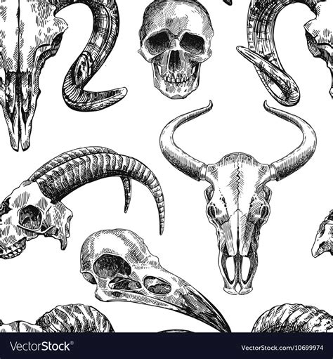 Images Of Animal Skull Drawing Step By Step