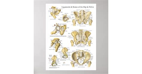 Hip Pelvis Anatomy Ligaments And Bones Poster Zazzle