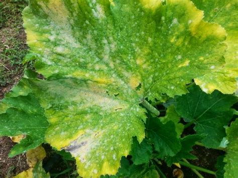 Save up to 10% on garden supplies, plants, pest control & more at gardens alive® Squash and cucumber plant leaves turning yellow/white ...