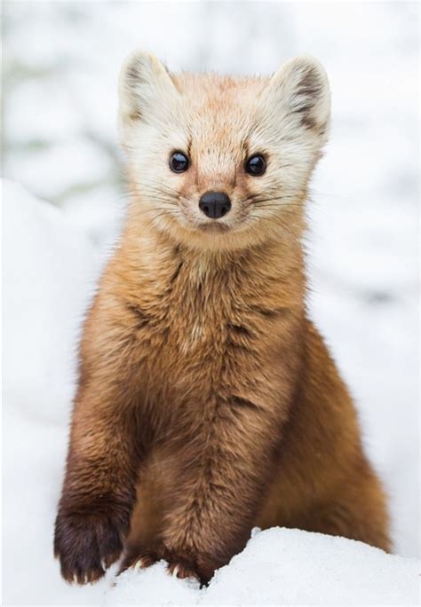 Pine Marten By Daniel Cadieux Nature Animals Animals And Pets Baby