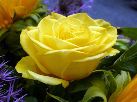 Free Stock Photo 12913 Close Up On Beautiful Yellow Rose Flower