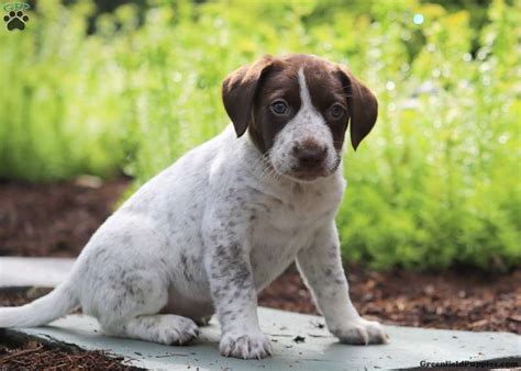 The german shorthaired pointer has mysterious origins but their source may have been the german bird dog, who was related to the old spanish pointer along with a variety of cross breeding with local german track and trail dogs and scent hounds. Charlotte - German Shorthaired Pointer Mix Puppy For Sale ...
