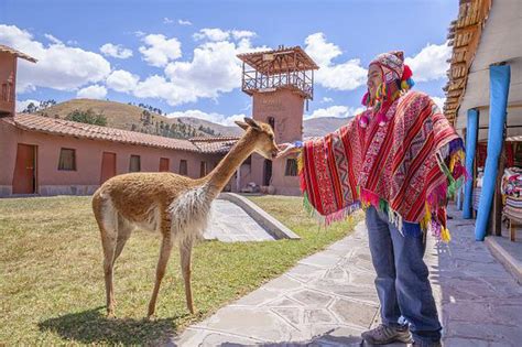 The vicuna wool was once considered the cloth of gold by the incas. Gobierno declaró el 15 de noviembre como 'Día Nacional de ...