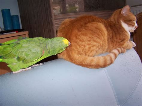 20 Adorable Pictures Of Cats And Parrots As Friends