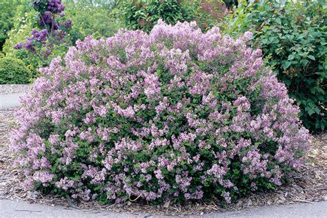 The short stems rise above the snow in late winter and early spring. Lilac, Dwarf Korean - TheTreeFarm.com