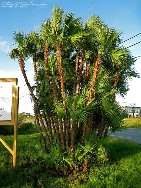 Acoelorrhaphe wrightii palm planting work year january 2014.general info :this palm is also known as paurotis palm,everglades palm,madiera palm and silver. PlantFiles Pictures: Paurotis Palm, Everglades Palm ...