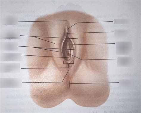 Female Reproductive System Lab Exam Diagram Quizlet
