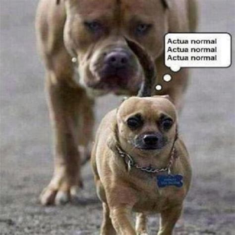 Imagenes Graciosas De Animales En Facebook Mundo Imagenes Frases Actuales