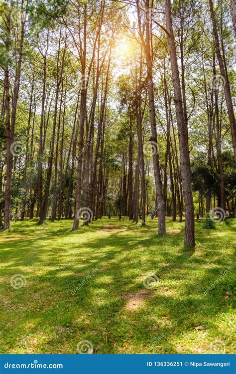 Landscape Pine Forest In The Afternoon Stock Image Image Of Scenic