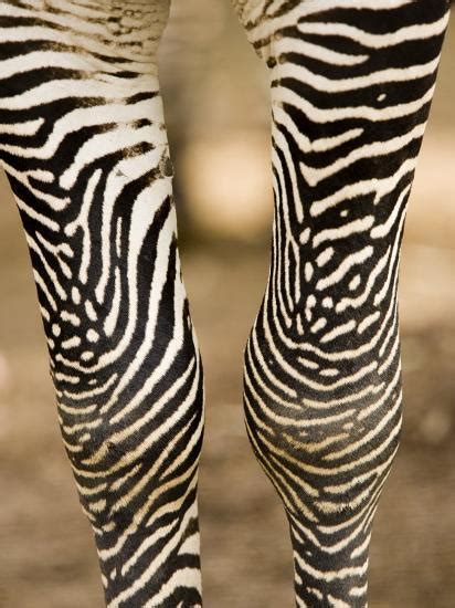 57 Animal Zebra Legs Nakanaka Design