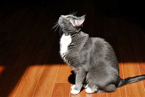 Grey Tuxedo Cat By Keith Gondron Redbubble