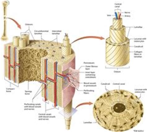 Cancellous bones, compact bone, cortical bone, diaphyses, haversian canal, lamella, marrow cavity, osseous tissue, osteons, spongy bone, trabeculae. 147 Best Connective tissues images | Anatomy, physiology, Physiology, Histology slides