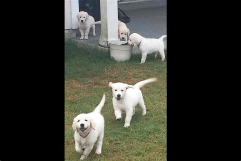 Puppies will have proper vaccinations. Dana Stoddard Has Golden Retriever Puppies For Sale In ...