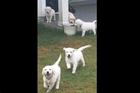 Third, grr provides a forum for golden retriever fanciers to meet. Dana Stoddard Has Golden Retriever Puppies For Sale In Austin, TX On AKC PuppyFinder | Retriever ...