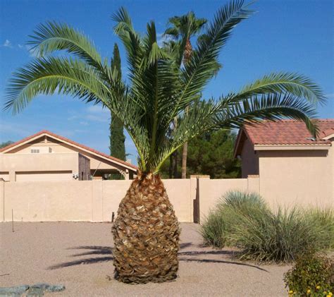 Identification Pineapple Or Date Palm Gardening And Landscaping Pictures