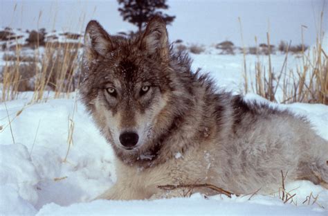 Abes Animals Yellowstone Wolves