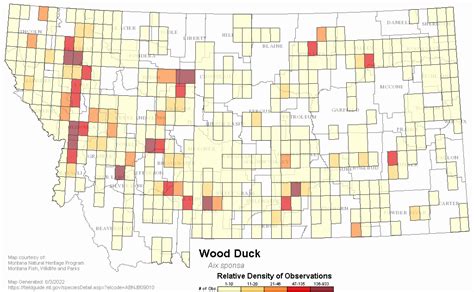 Wood Duck Montana Field Guide