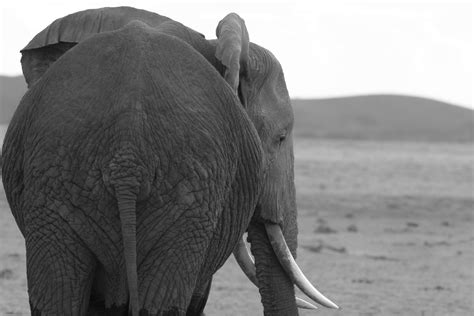 An Elephant With Tusks Standing In The Desert