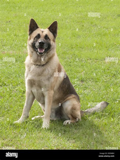 Black And Tan German Shepherd Dog Hi Res Stock Photography And Images
