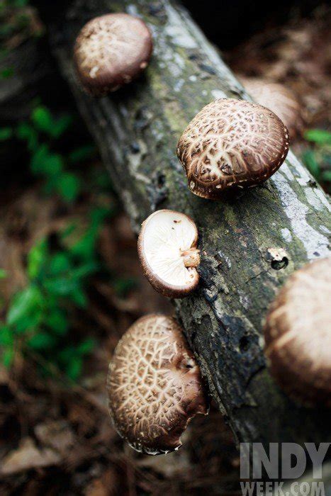 Foraging For Wild Edible Mushrooms In North Carolina