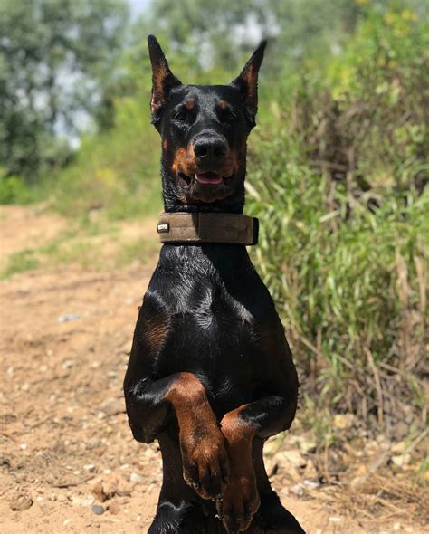 15 Amazing Facts About Doberman Pinschers You Might Not Know Page 2