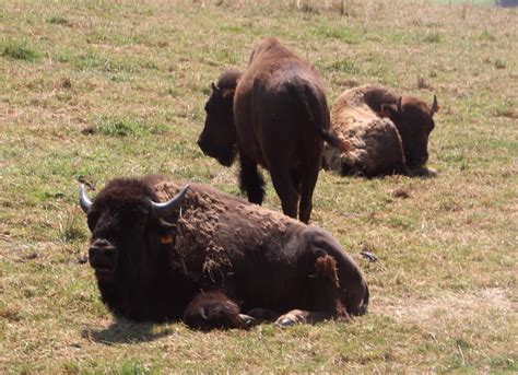 Muchedent - Rêve de bisons - Bisons | Images de Normandie ...