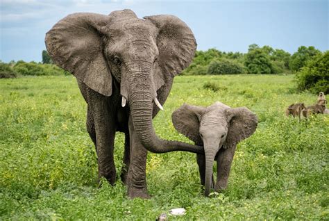 Elephant Wildlife Photos Photo Hub