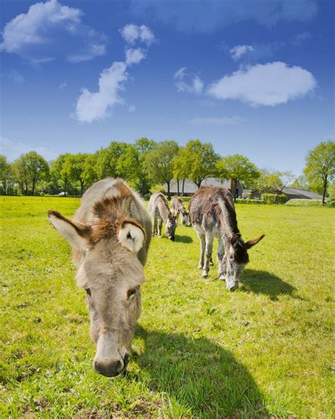 Donkey In A Meadow Stock Photo Image Of Pasture Blue 31686560
