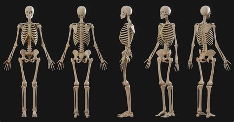 Artstation Anatomy Model 2019 Resources