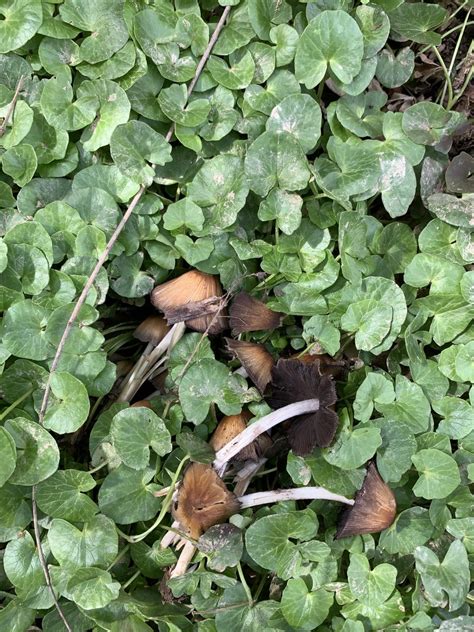 Help With Id Ohio Valley Identifying Mushrooms Wild Mushroom Hunting
