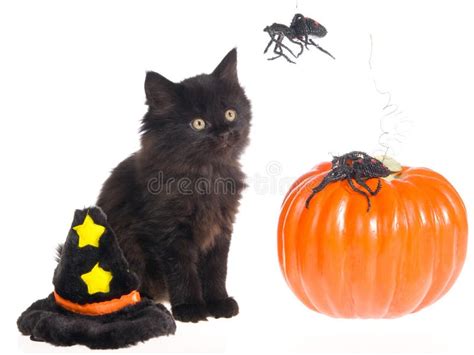 Cute Black Halloween Kitten Stock Image Image Of Lying Background