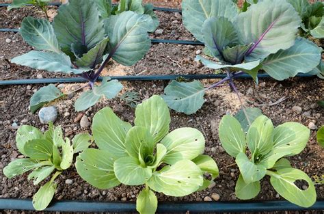 Want to create organic pest control remedies for your home or business? Garlic Pepper Pest Control Spray Recipe — Seattle Urban ...