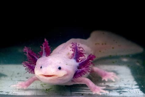 15 Stunning Photos of Naturally Pink Animals | Reader's Digest