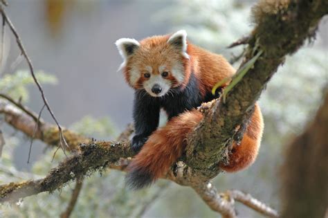 Red Panda Ailurus Fulgenst The Red Panda Photograph Has Flickr