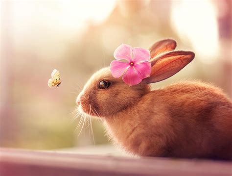 Rabbit Butterfly Animal Bunny With Butterfly Hd Wallpaper Pxfuel