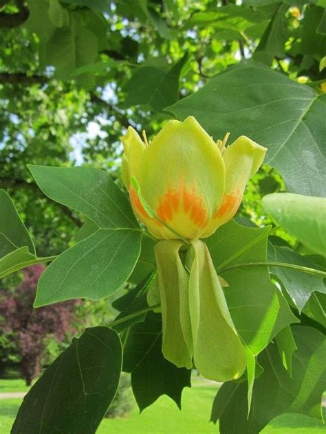 The western balsam poplar (p. Willow Oak Trees (With images) | Tulip poplar tree, Tulip ...