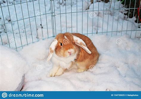 Rabbit Bunny Winter Snow Dwarf Lop Outdoor Cold Weather Rabbits Playing