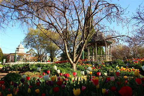 Bowrals Blooming Appealing Tulip Time Ps News