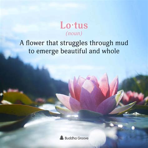 So it is not too surprising that the many different colors have come to be associated with different aspects of buddhism. 439 Likes, 4 Comments - Buddha Groove (@buddhagroove) on Instagram: "Through it all the #lotus ...