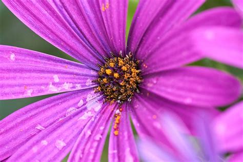 Flower African Daisy Bloom Free Photo On Pixabay Pixabay