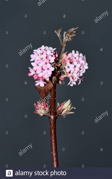 Viburnum X Bodnantense Dawn A Pink Winter Flowering Shrub Which Has