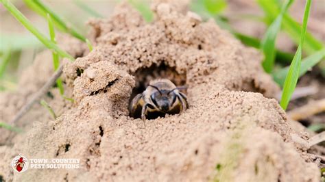 Unleashing The Secret World Of Ground Bees Youtube