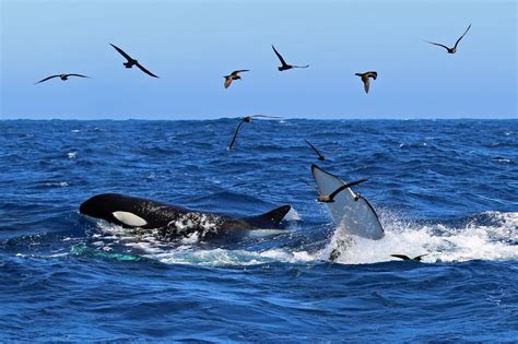 Killer Whales Birds Image Eurekalert Science News Releases