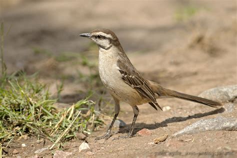 Mis Fotos De Aves Mimus Saturninus Calandria Grande Chalk Browed Mockingbird